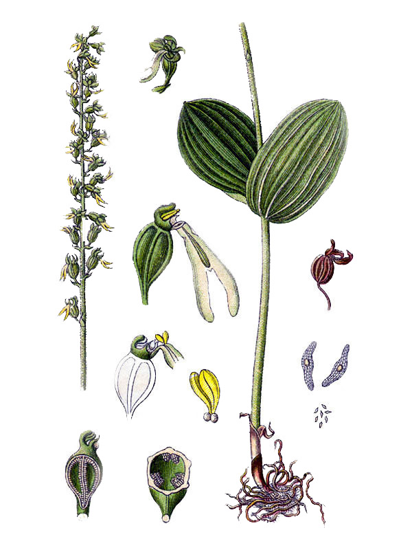 Neottia ovata