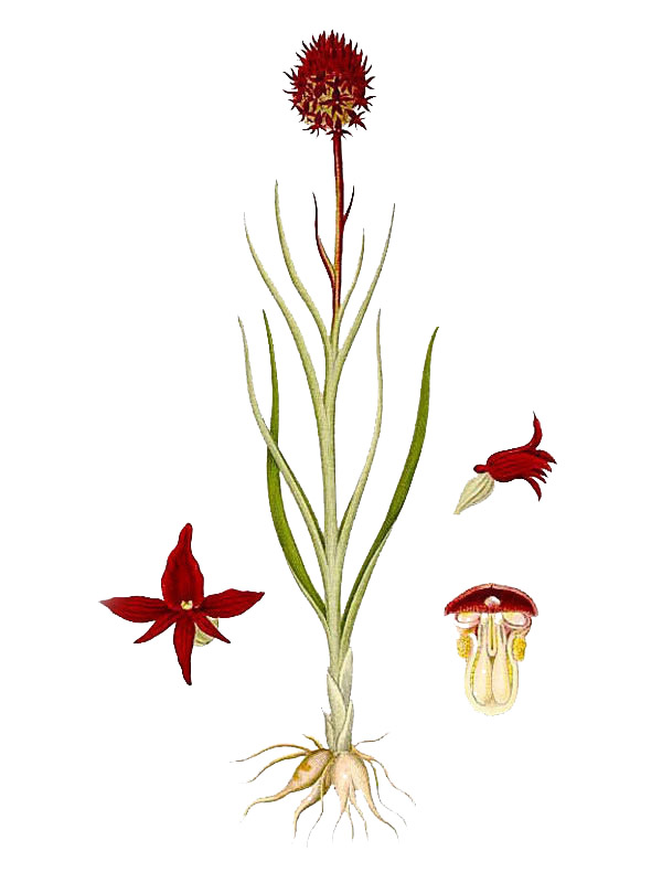 Nigritella nigra