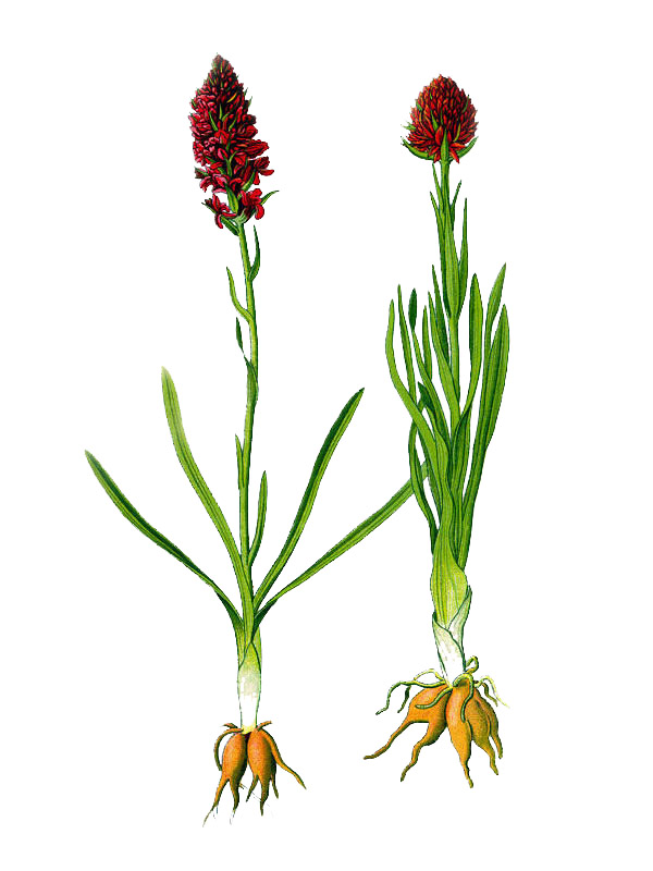 Nigritella nigra