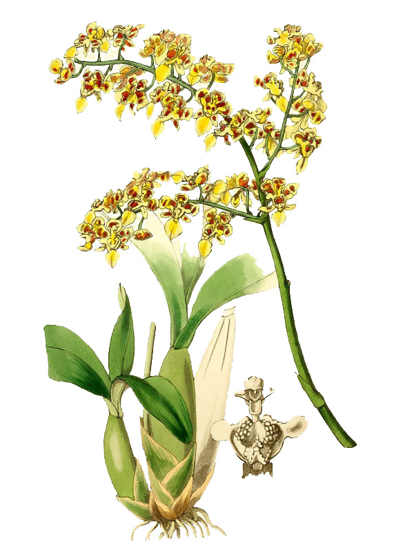 Oncidium trulliferum