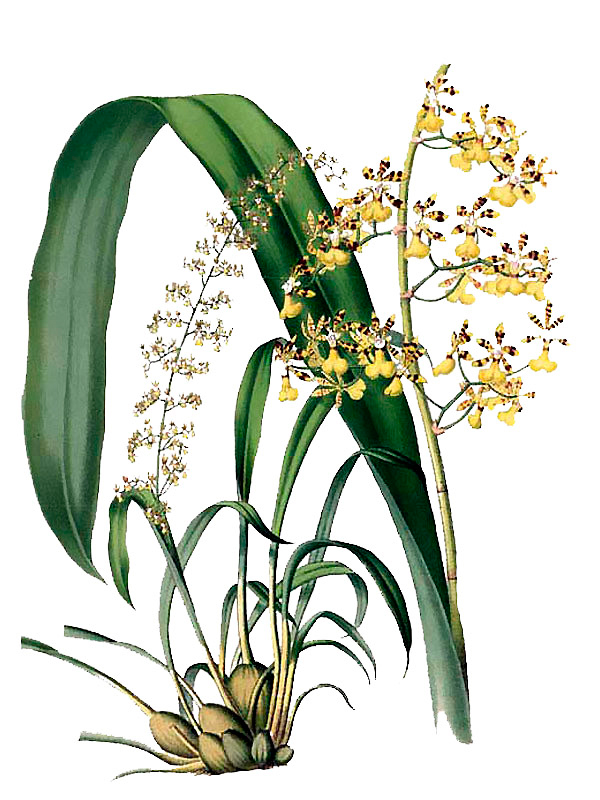 Oncidium massangei