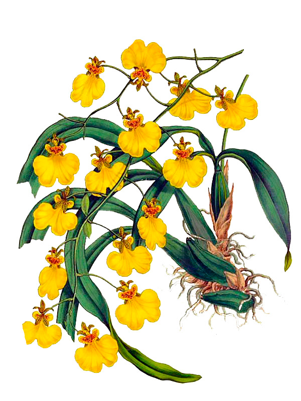 Oncidium varicosum