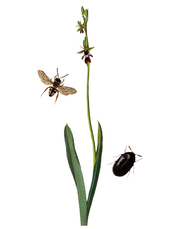 Ophrys insectifera
