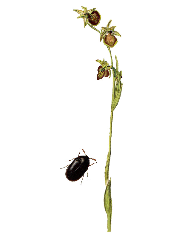 Ophrys sphegodes