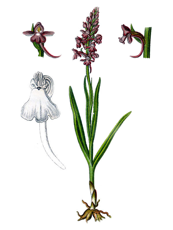 Orchis conopsea