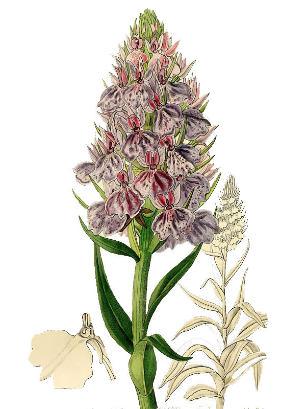 Orchis foliosa