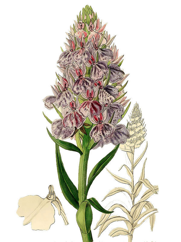 Orchis maderensis