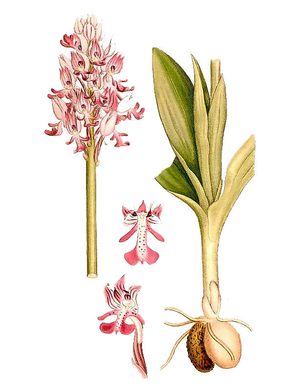 Orchis militaris