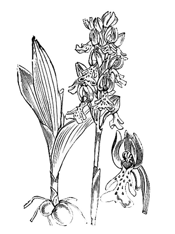 Orchis militaris