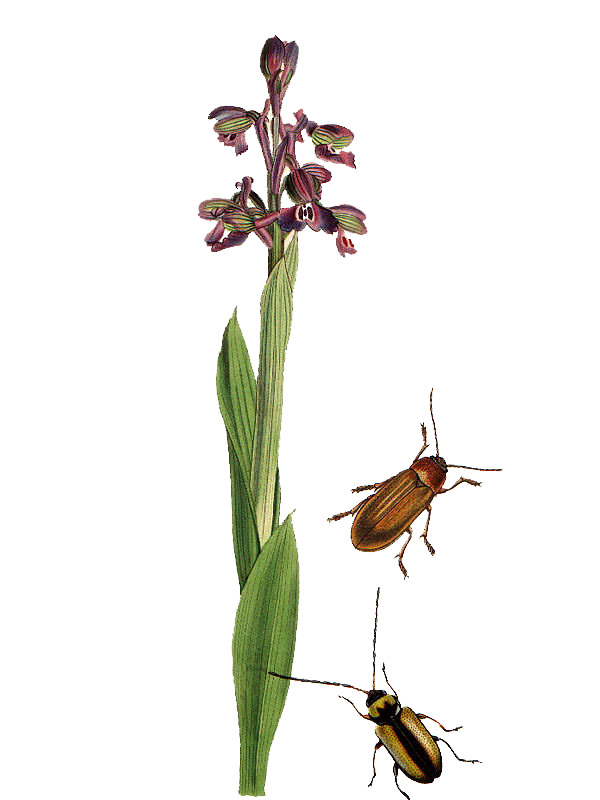 Orchis morio
