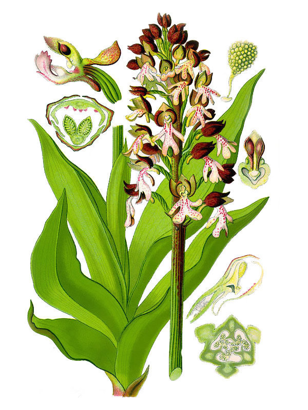 Orchis purpurea