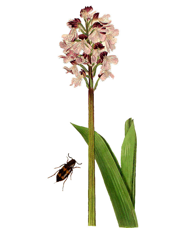 Orchis purpurea