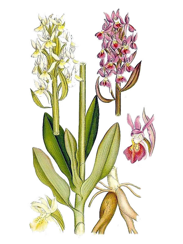 Orchis sambucinus