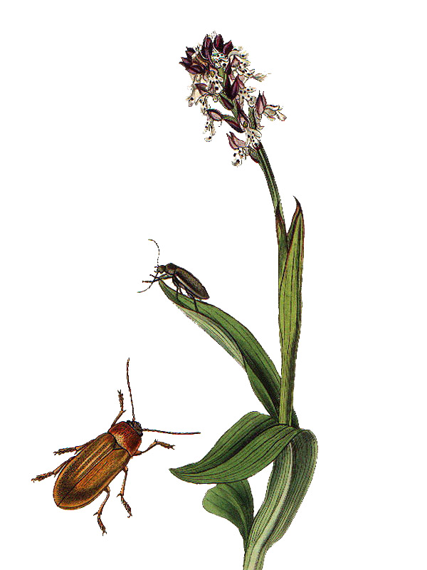 Orchis ustulata