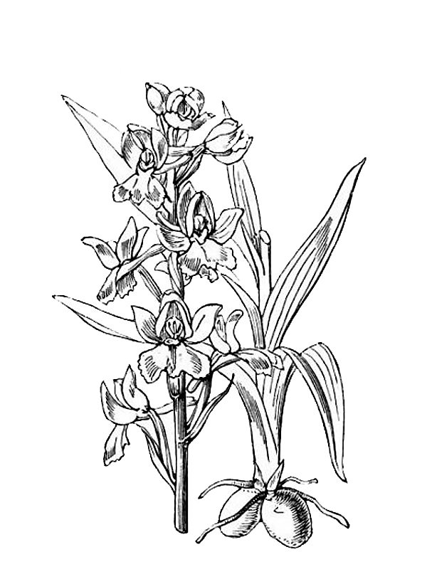 Orchis laxiflora