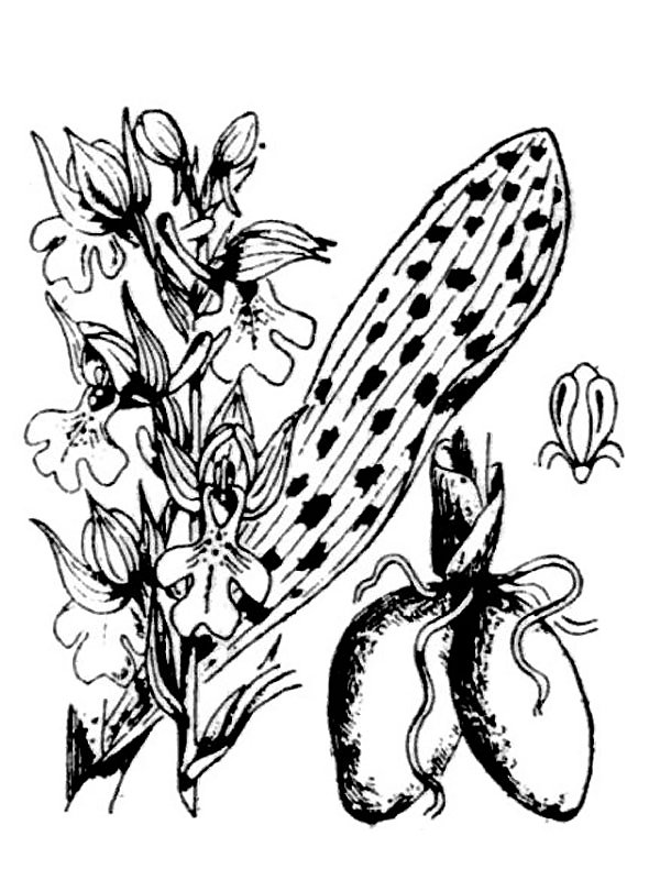 Orchis mascula