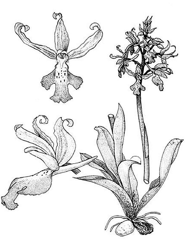 Orchis mascula