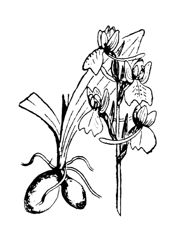 Orchis pauciflora
