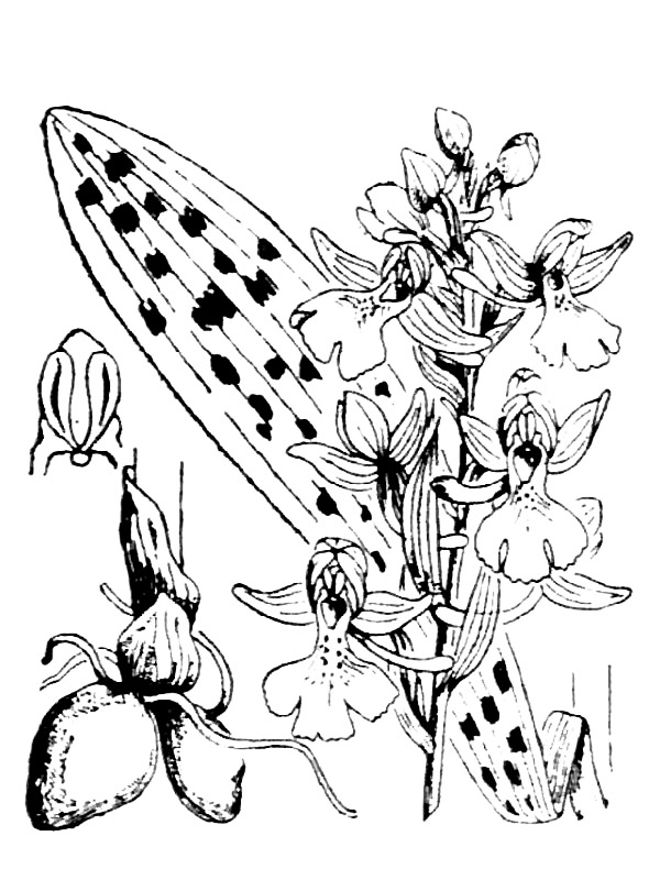 Orchis provincialis