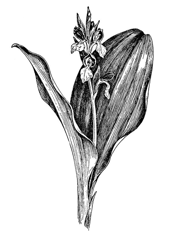Orchis spectabilis