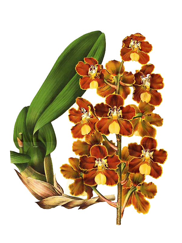 Otoglossum brevifolium