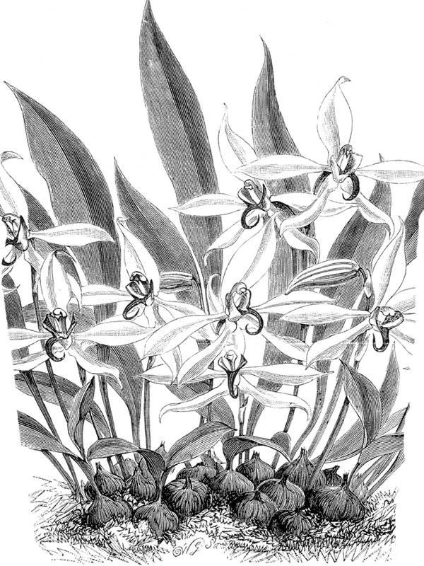 Pachystoma thompsoni