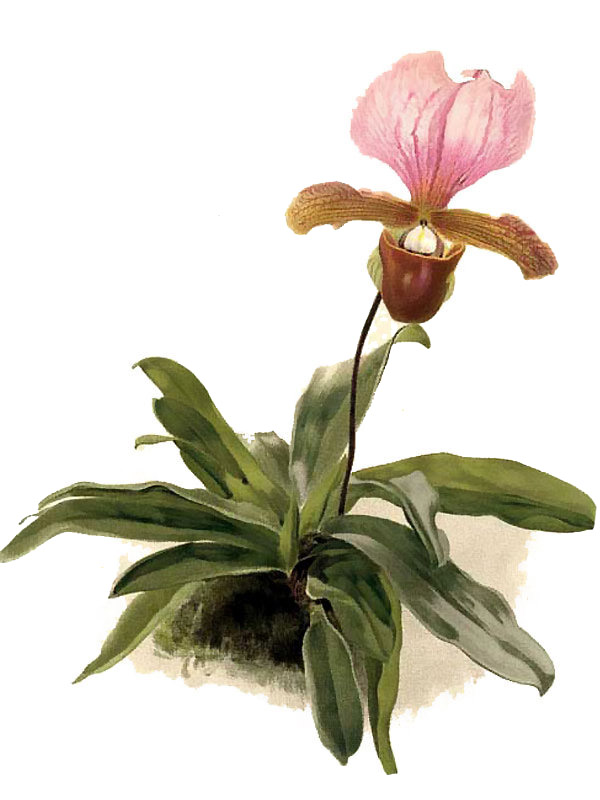 Paphiopedilum charlesworthi