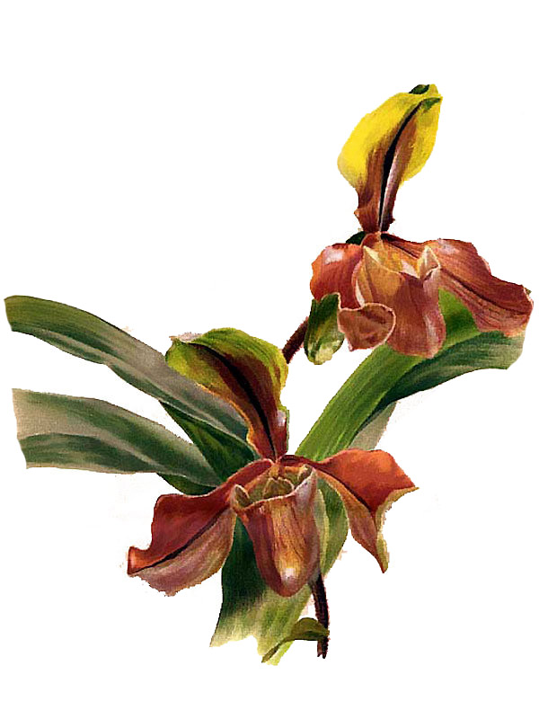 Paphiopedilum villosum