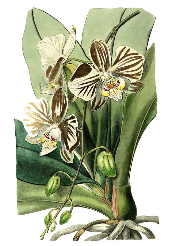 Phalaenopsis aphrodite
