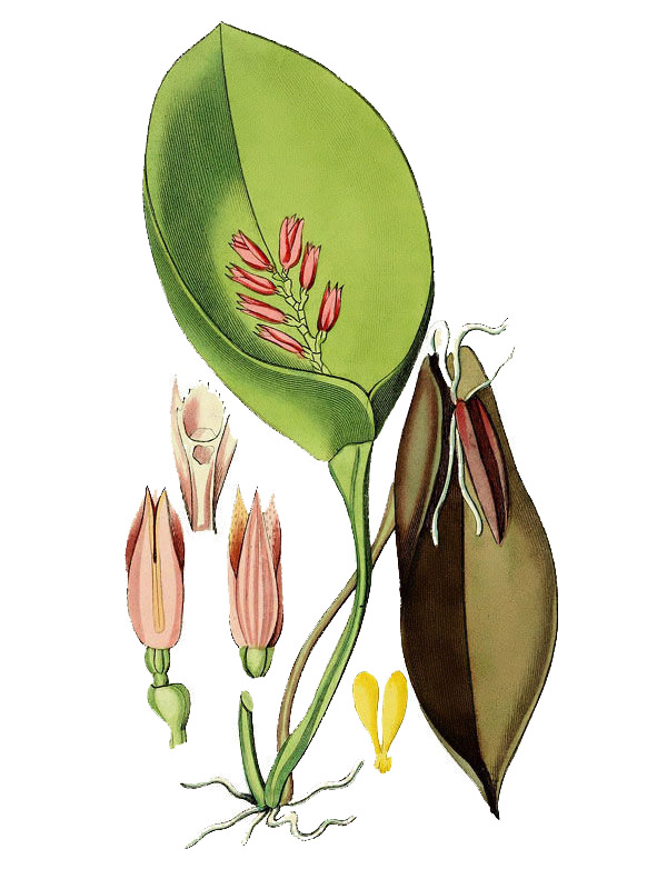 Pleurothallis prolifera