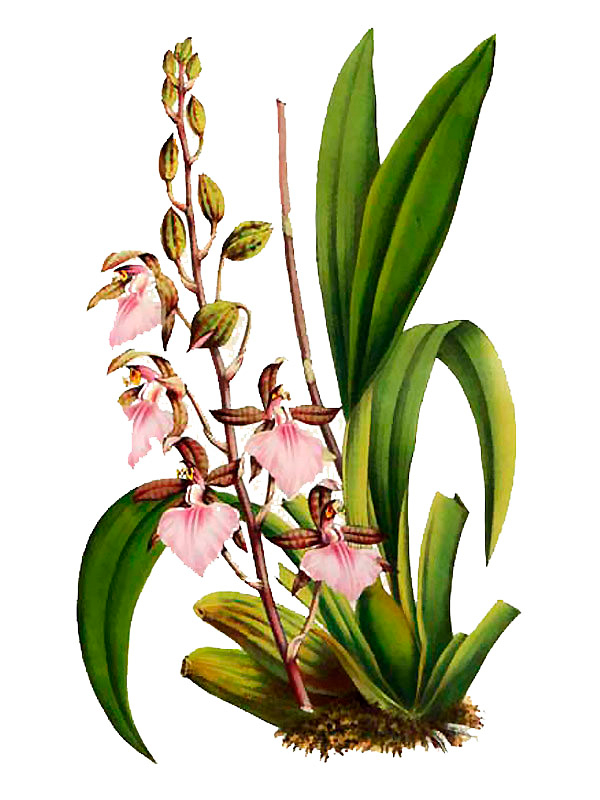 Rhynchostele bictoniensis