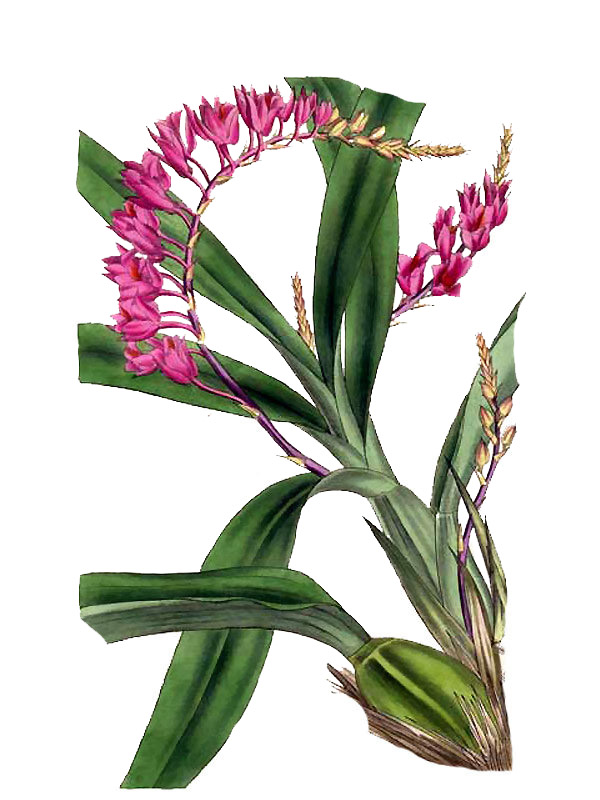 Rodriguezia lanceolata