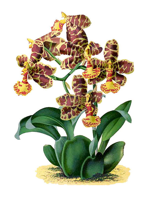 Rossioglossum insleayi