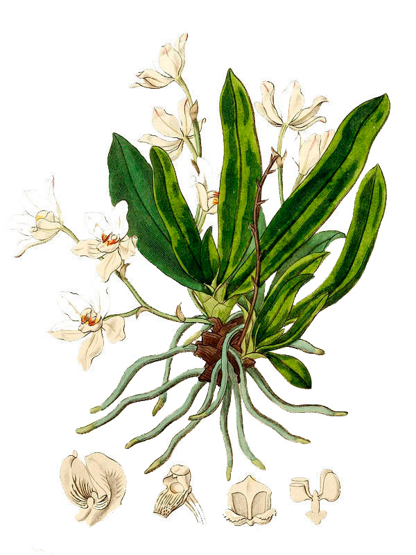 Sarcochilus falcatus