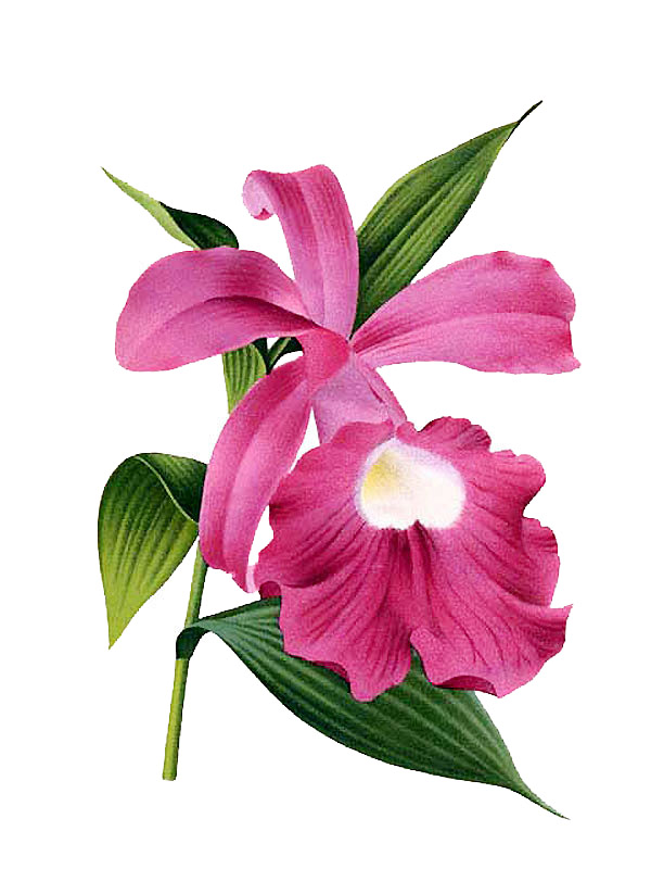 Sobralia macrantha