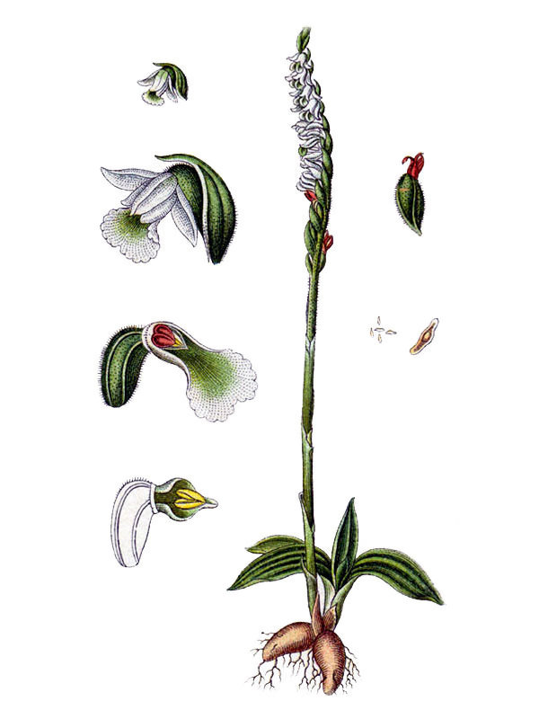 Spiranthes autumnalis