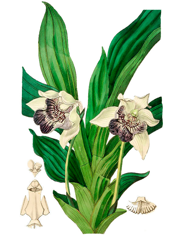 Warscewiczella flabelliform