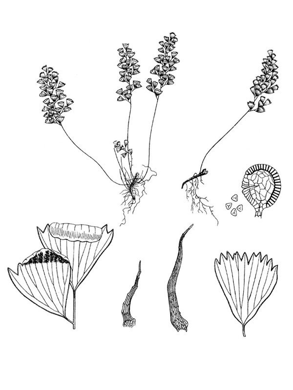 Adiantum fengianum
