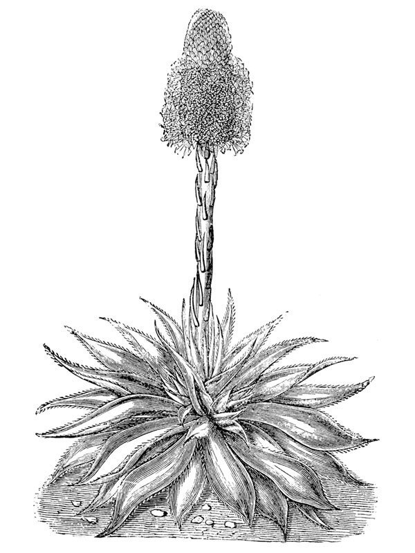Agave celsiana