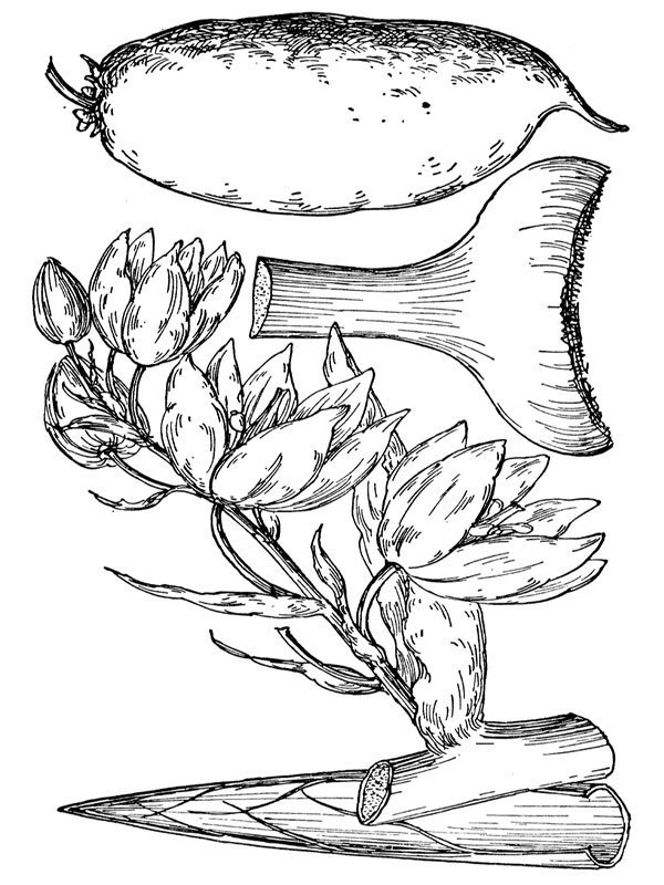 Yucca macrocarpa
