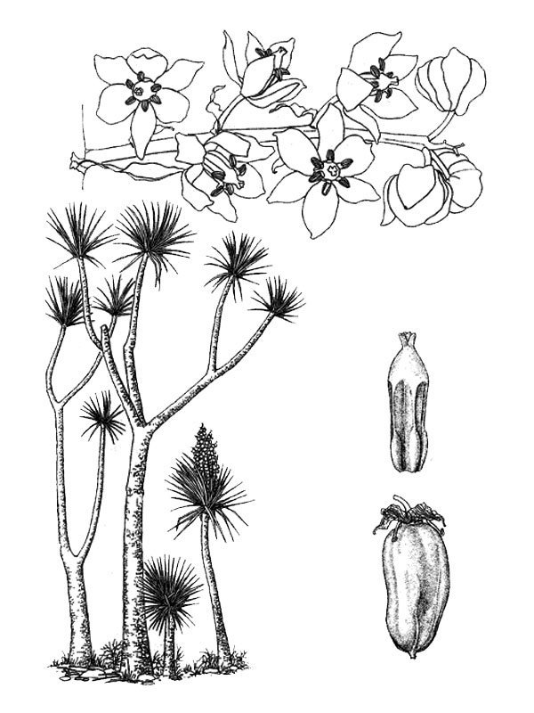 Yucca mixtecana