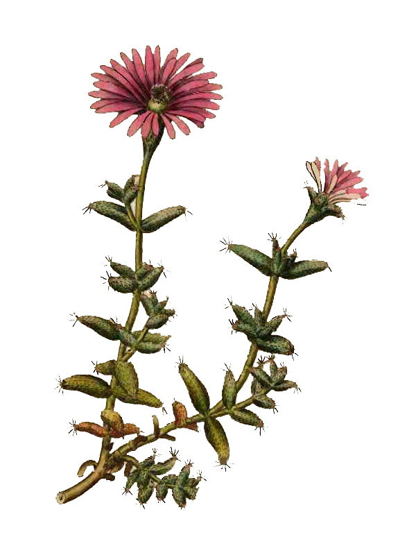 Mesembryanthemum barbatum