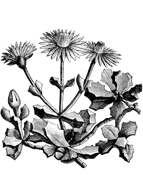 Mesembryanthemum deltoides