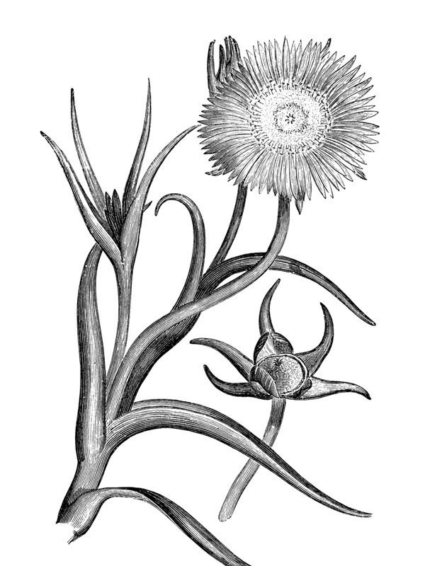 Mesembryanthemum pugioniforme