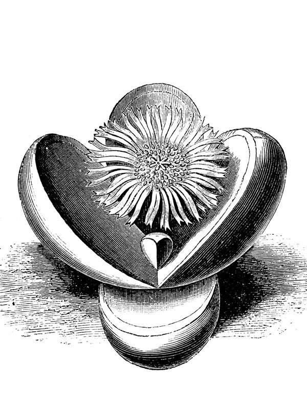 Mesembryanthemum testiculatum