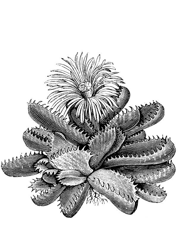 Mesembryanthemum tigrinum