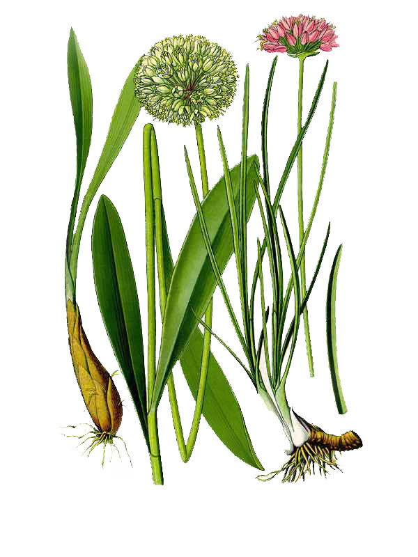 Allium victoralis