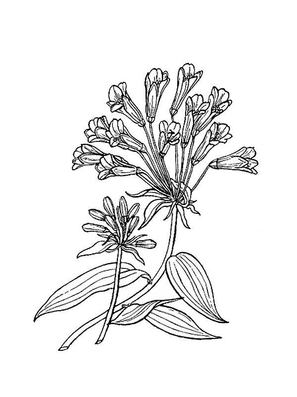 Alstroemeria aurantiaca