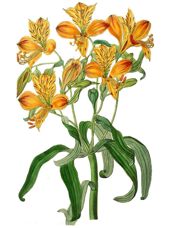 Alstroemeria aurantiaca