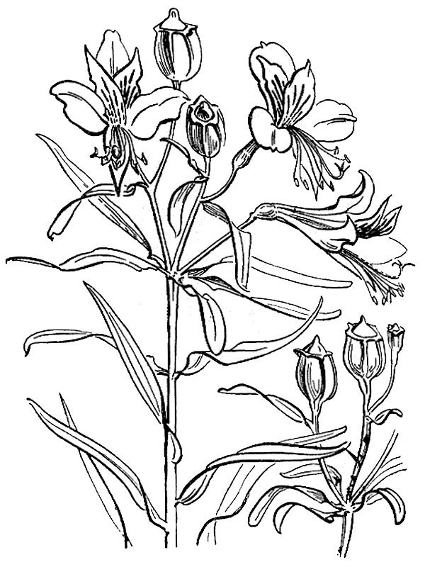 Alstroemeria ligtu